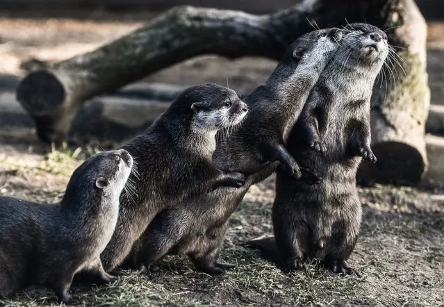 Asian small-clawed otters (Amblonyx cinerea) observe their enclosure in the zoo of Dresden, Germany, 31 January 2019. (Photo by Filip Singer/EPA/EFE)