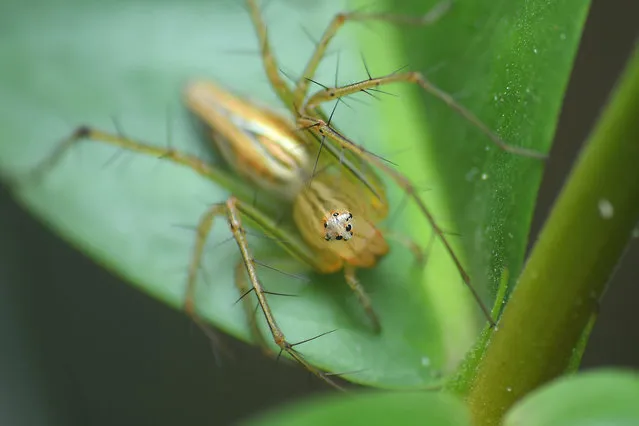 A Lynx spider is sitting on a leaf in a garden in Nagaon district in the northeastern state of Assam, India, on October 15 , 2023. (Photo by Anuwar Hazarika/NurPhoto/Rex Features/Shutterstock)