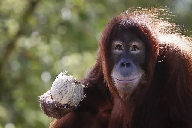 In this December 31, 2015, file photo, Tsunami, an eleven year old female Sumatran Orangutan eats fruit during her birthday celebration at the National Zoo Ape Center in Kuala Lumpur, Malaysia. Primates are heading toward an extinction crisis, a new international study warns. And it’s our fault that our closest biological relatives are in trouble, scientists said. About 60 percent of the more than 500 primate species, such as gorillas, monkeys and lemurs, are “now threatened with extinction” and three out of four primate species have shrinking populations, according to a study by 31 primate experts published in the January 18, 2017, journal Science Advances. (Photo by /Joshua Paul/AP Photo)