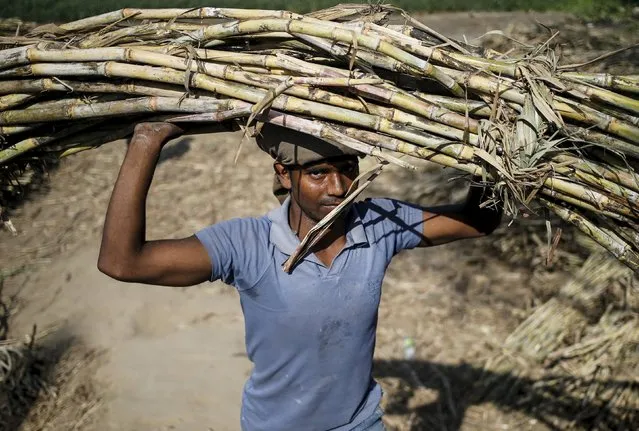 A worker carries a bundle of sugarcane on his head at a farmland near Modinagar in the northern Indian state of Uttar Pradesh, India, March 4, 2016. (Photo by Anindito Mukherjee/Reuters)