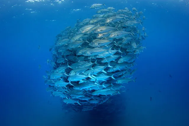 The fish gather together to make a huge ball of fish
