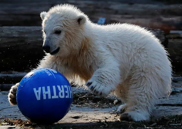The Tierpark Berlin zoo names its female polar bear cub “Hertha” during a ceremony in Berlin, Germany, April 2, 2019. (Photo by Hannibal Hanschke/Reuters)