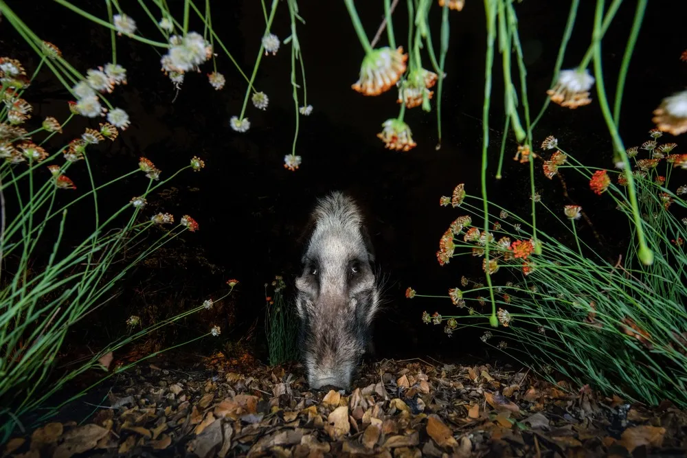 Siena International Photography Awards Winners 2021