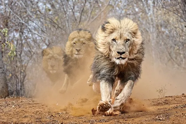 Lions run striaght towards photographer Martin Anstee before stopping dead to eat thier meal right infront of him. Taken in Fuller Forest near Victoria Falls, Zimbabwe in 2023. (Photo by Martin Anstee/Animal News Agency)
