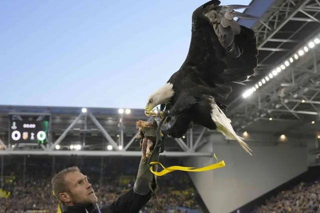 Hertog the eagle, the Vitesse mascot lands on a handlers hand before the Europa Conference League group G soccer match between Vitesse and Tottenham Hotspur at the GelreDome stadium in Arnhem, Netherlands, Thursday, October 21, 2021. (Photo by Peter Dejong/AP Photo)