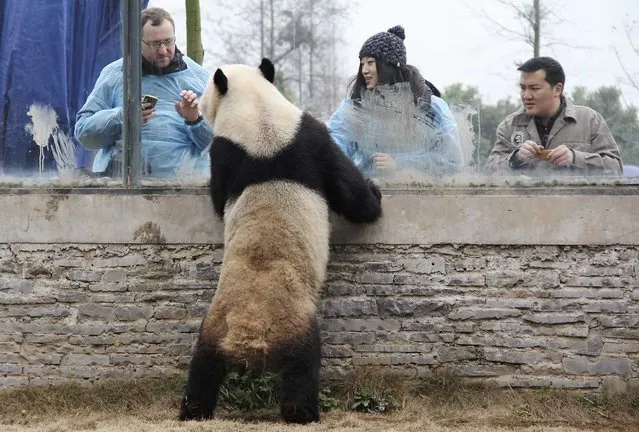 A Belgian zoo keeper (L) and a visitor play with giant panda Xinghui at the Dujiangyan Panda Breeding Centre in Dujiangyan, Sichuan province February 19, 2014. Xinghui and Haohao, a pair of 4-year-old giant pandas from Sichuan province, will leave China on Saturday to the Pairi Daiza zoo and botanical garden in Brugelette, 60 km (37 miles) from Brussels, in Belgium, China Daily reported. (Photo by Reuters/China Daily)