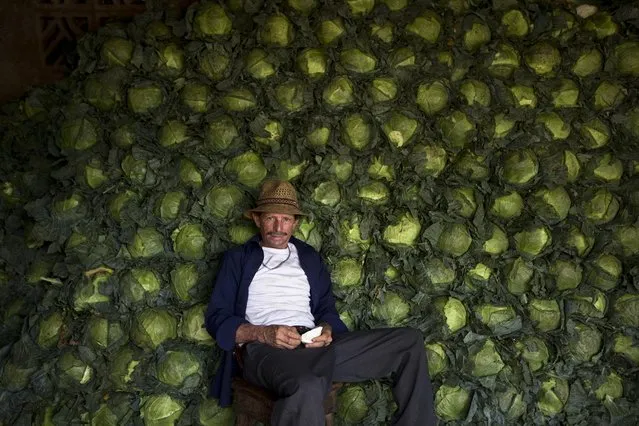 Alejo Lopez, 62, sits against the cabbage he sells at the Oriental market in Managua, Nicaragua, Friday, May 1, 2015. Today is International Workers Day around the world, also known as May Day. (Photo by Esteban Felix/AP Photo)