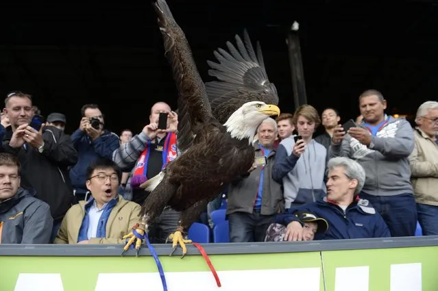Football, Crystal Palace vs Manchester United – Barclays Premier League, Selhurst Park on May 9, 2015: General view of the Crystal Palace eagle. (Photo by Tony O'Brien/Reuters)