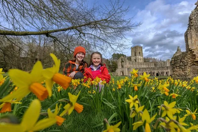 Erin and Robyn Smith admire the daffodils at Fountains Abbey near Ripon, North Yorkshire, United Kingdom on March 16, 2024. (Photo by James Glossop/The Times)