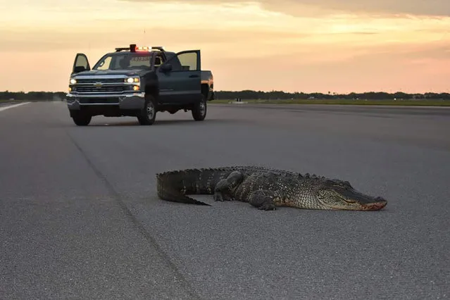 An alligator lies on a runway tarmac before being safely carried off the property of MacDill Air Force Base in Tampa, Florida, U.S. May 9, 2019. (Photo by Kory McLellan/U.S. Air Force/Handout via Reuters)