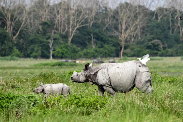 An Indian one-horned rhinocero and its baby walk at the Pobitora Wildlife Sanctuary in the Morigaon district of the northeastern state of Assam on May 11, 2019. Pobitora Wildlife Sanctuary has the highest concentration of Indian rhinos in the world. (Photo by Biju Boro/AFP Photo)