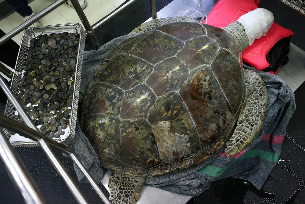 Surgeons Remove 915 Coins Swallowed by Thai Sea Turtle