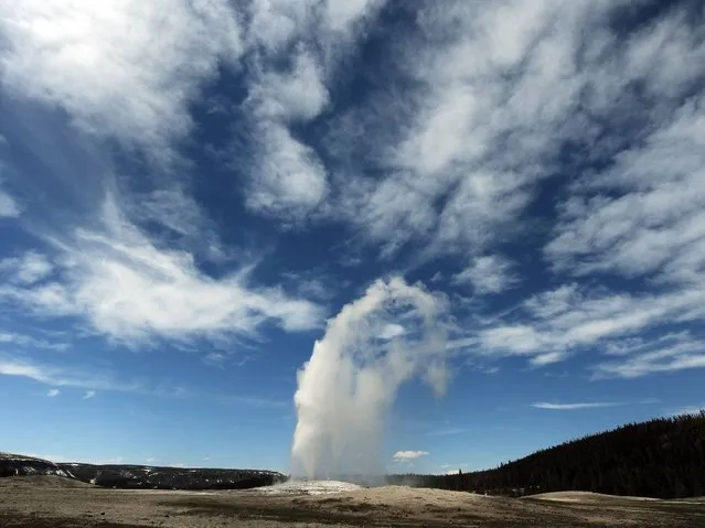 “Old Faithful” geyser erupts on average every 90 minutes in the Yellowstone National Park. (Photo by Mark Ralston/AFP Photo)