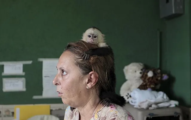 A white-faced monkey plays on the head of vet Denise Lyons from the U.S. , at the zoo in Managua, Nicaragua April 21, 2016. (Photo by Oswaldo Rivas/Reuters)