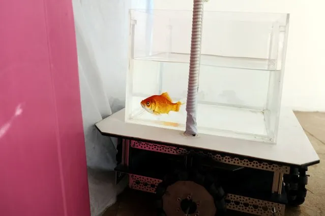 A goldfish navigates on land using a fish-operated vehicle developed by a research team at Ben-Gurion University in Beersheba, Israel, January 6, 2022. (Photo by Ronen Zvulun/Reuters)