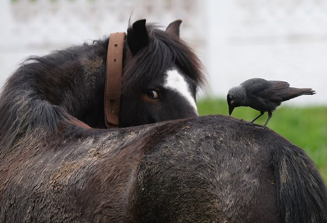 A bird sits on the back of a horse in Frumusita village, some 300km east of Bucharest, on April 6, 2014. (Photo by Daniel Mihailescu/AFP Photo)