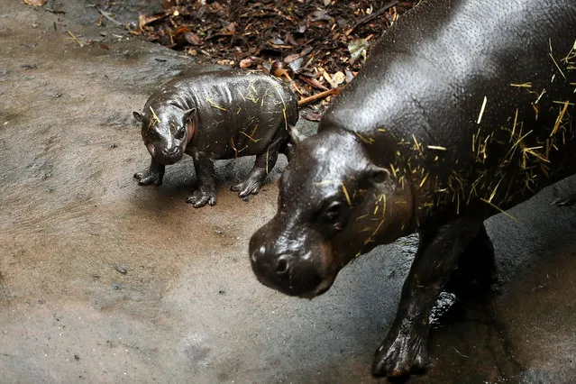 Taronga's yet to be named Pygmy Hippo on display for the first time walks with her mother Kambiri at Taronga Zoo on March 17, 2017 in Sydney, Australia. (Photo by Mark Kolbe/Getty Images)