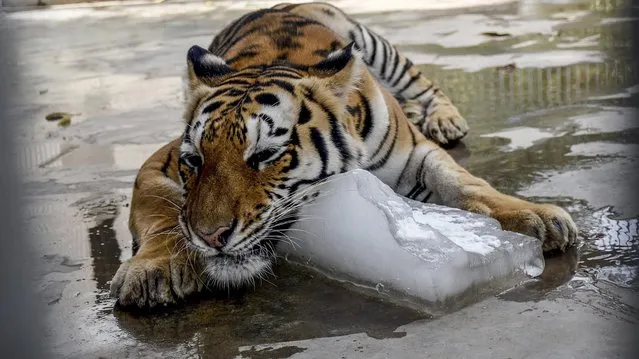 A Tiger cools off to beat the heat by embracing a large lump of ice  at the Karachi Zoo, in Karachi, Pakistan, 24 June 2015. Caretakers at Karachi's zoo were working to keep animals cool during a deadly heatwave affecting southern Pakistan. (Photo by Shahzaib Akber/EPA)