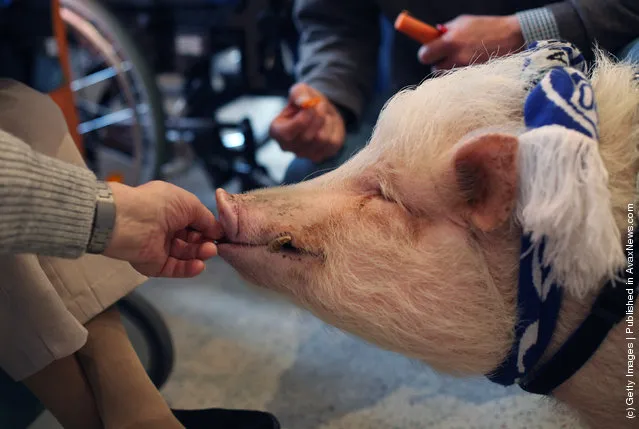 Physiotherapist Uses Pig To Offer Emotional Therapy