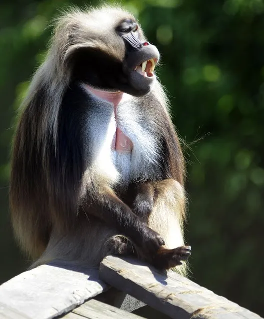 A Gelada baboon is pictured at the zoo of the French eastern city of Amneville, on April 11, 2014. (Photo by Jean-Christophe Verhaegen/AFP Photo)