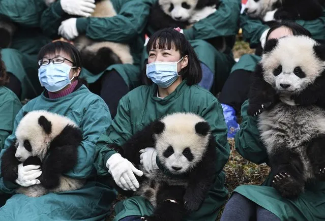 In this photo released by Xinhua News Agency, staff members wearing face masks hold giant panda cubs as they make a group appearance at the Shenshuping base of China Conservation and Research Center for Giant Pandas in Wolong in southwestern China's Sichuan Province, Monday, January 24, 2022. Giant panda cubs born in 2021 were brought out on Monday for an event to mark the upcoming Lunar New Year. (Photo by Wang Xi/Xinhua via AP Photo)