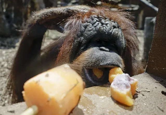 An orangutan eats popsicles as zoo-keepers gave animals iced food to keep them cool as temperatures soar, at Rome's zoo, Thursday, July 2, 2015. The European weather forecast is predicting high temperatures for the next few days. (Photo by Andrew Medichini/AP Photo)