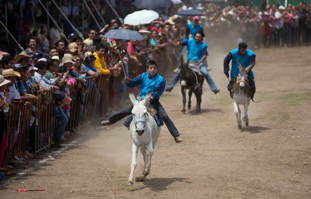 In this May 1, 2016 photo, 12-year-old Wilfrido Lemus Corona races toward victory atop his donkey "Veso" in the final race at the annual donkey festival in Otumba, Mexico state, Mexico. Lemus learned to ride when his grandfather plopped him on top at age six to carry him across the fields, his mother Patricia Corona Espinosa said. Family and friends threw the tiny jockey into the air Sunday after he scored his third consecutive win. He also took home 12,000 pesos in cash, about $700. (Photo by Rebecca Blackwell/AP Photo)