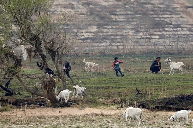 A North Korean child attempts to pull a goat attached to a leash on the banks of the Yalu River in Sinuiju, North Korea, which borders Dandong in China's Liaoning province, April 16, 2017. (Photo by Aly Song/Reuters)