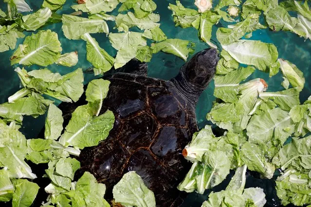 A green sea turtle is surrounded by lettuce as it swims in a pool at the Israeli Sea Turtle Rescue Center, in Mikhmoret north of Tel Aviv, Israel September 23, 2019. (Photo by Amir Cohen/Reuters)