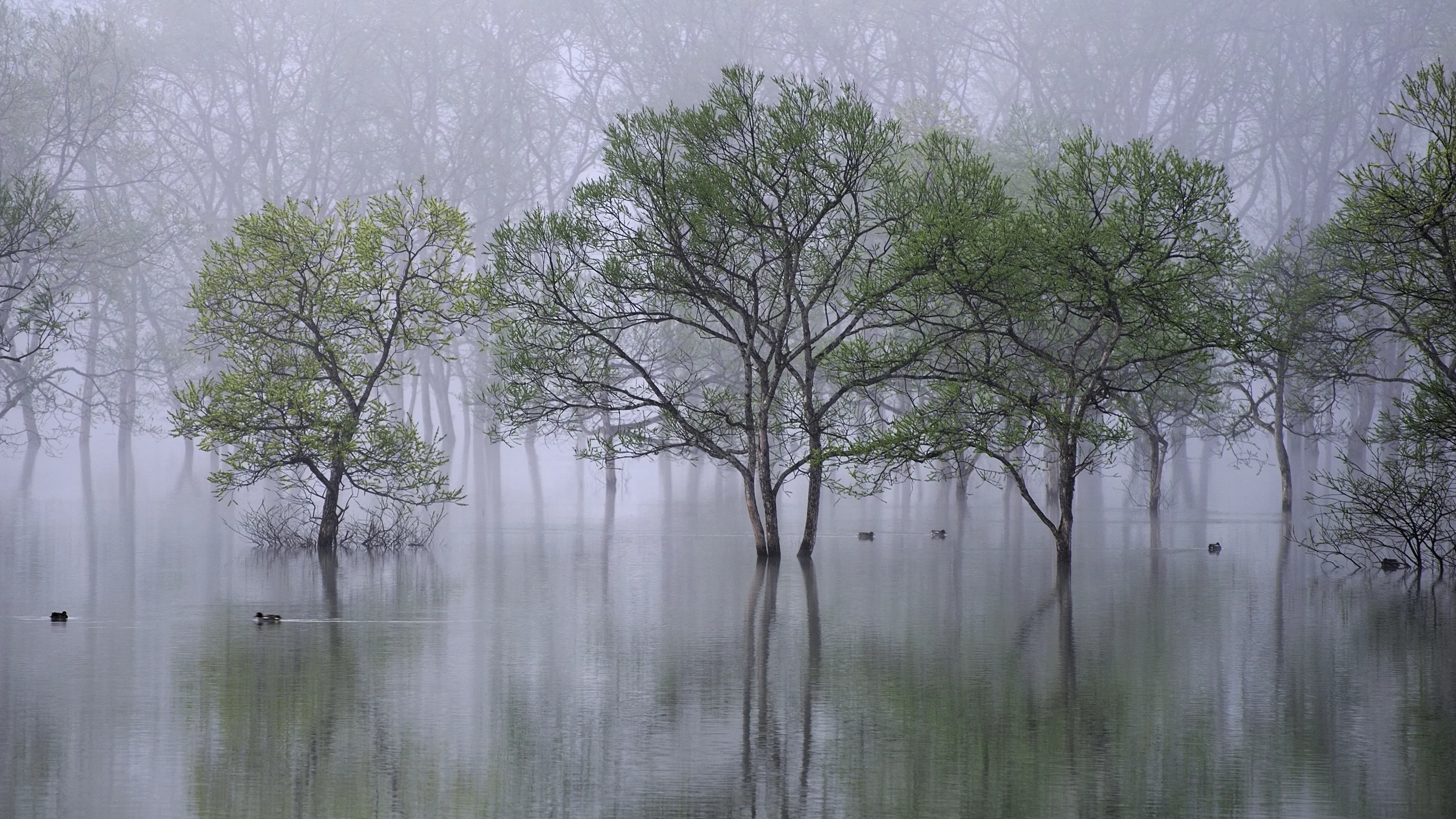 Лес затопленный водой. Половодье в лесу. Затопленные деревья. Наводнение в лесу.