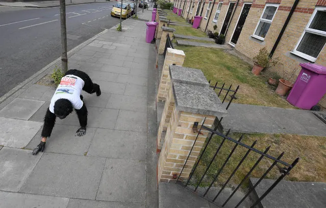 Charity event competitor, Tom Harrison, continues his crawl in a gorilla outfit to raise money for the Gorilla Foundation as he competes for a fifth day in the London Marathon, aiming to complete the 26.2 mile route within a week, in London, Britain, April 27, 2017. (Photo by Toby Melville/Reuters)