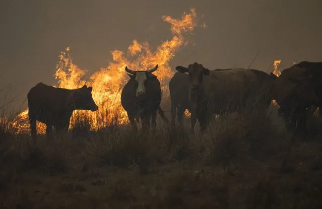 Cows gather next to a column of fire in Santo Tome, Corrientes province, Argentina, Sunday, February 20, 2022. Fires continue to ravage the Corrientes province that has burnt over half-a-million hectares. (Photo by Rodrigo Abd/AP Photo)