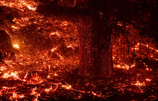 Embers blow in the wind as a tree trunk glows during the Kincade fire near Geyserville, California on October 24, 2019. The fire broke out in spite of rolling blackouts by utility companies in both northern and Southern California. (Photo by Josh Edelson/AFP Photo)