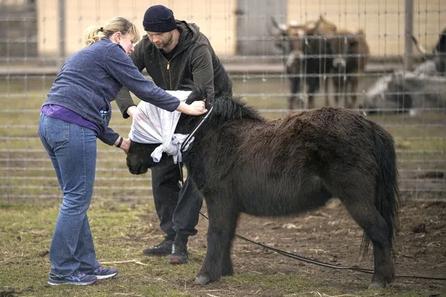 Volunteers blindfold a pony to reduce its stress levels before taking it to a truck at a heavily damaged private zoo while attempting to evacuate the surviving animals to safety in the village of Yasnohorodka, on the outskirts of Kyiv, Ukraine, Wednesday, March 30, 2022. The evacuation was halted before completion as shelling resumed between Russian and Ukrainian forces in the area. (Photo by Vadim Ghirda/AP Photo)