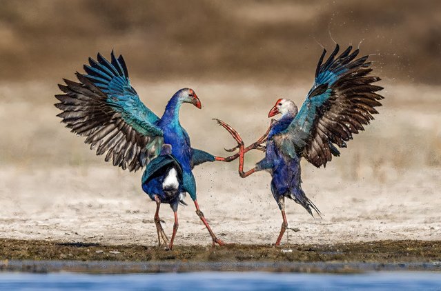 Grey-headed swamphens, chicken-sized waterfowl, are fiercely territorial. Mrinal Sen, who photographed them squabbling in Gujarat, India in the first decade of July 2024, said: “It was hard to say who won, but the hen on the right gave up in the end”. (Photo by Mrinal Sen/Solent News)