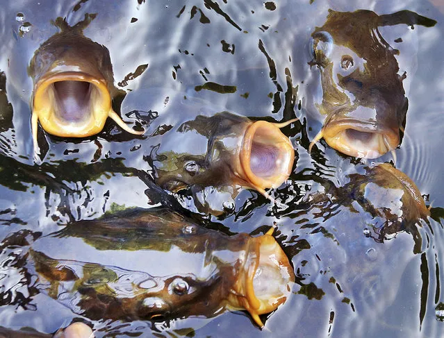 Carp have their mouths open as they swim in a small lake in a park in Frankfurt, Germany, Monday, May 15, 2017. (Photo by Michael Probst/AP Photo)