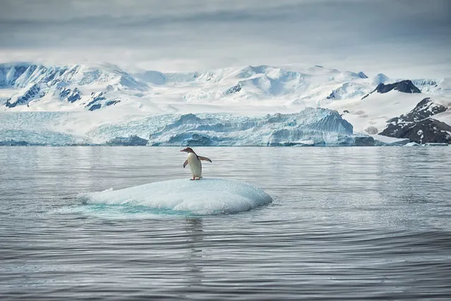 “Solo Surfer”. Gentoo Penguin surfing an iceberg in Cierva Cove, Antarctic Peninsula. Cierva Cove lies on the south side of Cape Herschel, within Hughes Bay. It is named after Juan de la Cierva, the inventor of the autogiro (the precursor to the helicopter, first flown in 1923). (Photo and caption by Mark Connell/National Geographic Photo Contest)