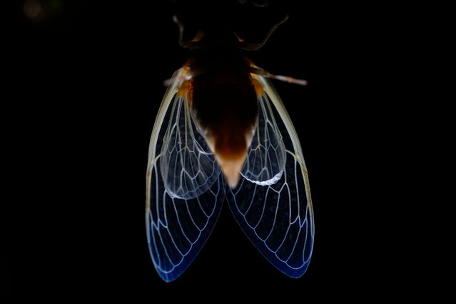 The veins of an adult periodical cicada's translucent wings are illuminated shortly after shedding its nymphal skin, late Saturday, May 18, 2024, in Charleston, Ill. (Photo by Carolyn Kaster/AP Photo)