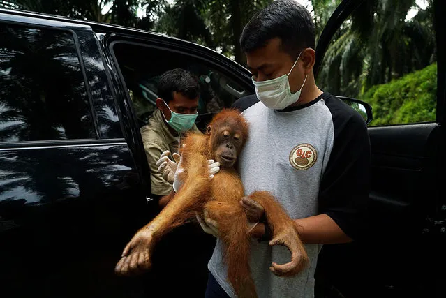 Environmental activists at “The Human Orangutan Conflict Response Unit – Orangutan Information Center” (HOCRU – OIC) saves the Sumatran orangutan trapped in oil palm plantations on June 10, 2017 in North Sumatra, Indonesia, It is illegal to capture, kill, or keep orangutans as pets in Indonesia, prosecutions are rare and orangutan often meet this fate. Adult orangutan with her son is one of the “lucky” that was saved by The Human Orangutan Conflict Response Unit – Orangutan Information Center (HOCRU – OIC) and taken to the forest Gunung Leuser National Park after being stuck on palm oil plantations. Sumatran orangutans (Pongo abelii) are a distinct species and listed as Endangered by the World Conservation Union (IUCN) on their Red List of Threatened Species. The Sumatran orangutan is considered the more immediately in danger of extinction, with only around 6,600 or so left in the wild today, and is therefore classified as Critically Endangered. The species is also listed on Appendix 1 of the Convention on International Trade in Endangered Species (CITES), under which animals smuggled out of their natural range country and confiscated should whenever possible be repatriated and returned to the wild. (Photo by Jefta Images/Barcroft Images)