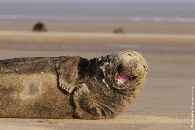 This grey adult male seal enjoys a good grin while lying on the beach