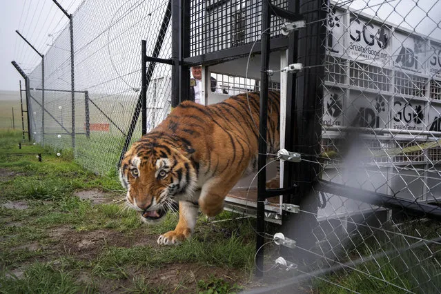 Itza, one of 17 rescued tigers and lions from Guatemala circuses is released at the Animal Defenders International Wildlife Sanctuary in Winburg, South Africa, Tuesday January 21, 2020. (Photo by Jerome Delay/AP Photo)