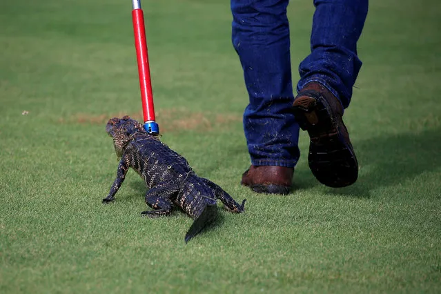 An alligator is walked back to a truck after it was caught in a golf course by a trapper to relocate it to a more natural environment in Orlando, Florida, U.S., June 19, 2016. (Photo by Carlo Allegri/Reuters)