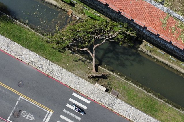 An aerial view shows a fallen tree after Typhoon Krathon swept through Kaohsiung on October 5, 2024. Over 2,000 trees were knocked down after Typhoon Krathon brought mudslides, flooding and destructive winds to Taiwan. (Photo by Yan Zhao/AFP Photo)