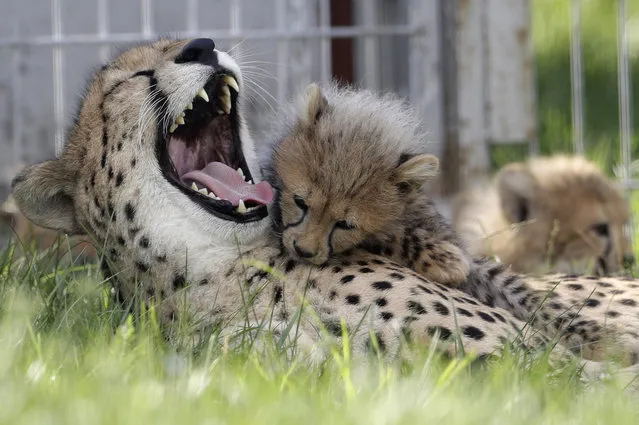 One of the newly born cheetah quintuplets plays with its mother Savannah at their enclosure at the zoo in Prague, Czech Republic, Thursday, August 3, 2017. (Photo by Petr David Josek/AP Photo)