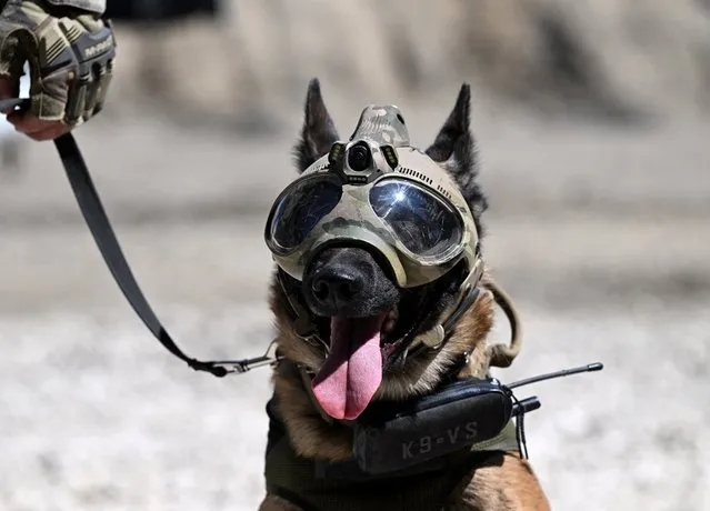 A dog from France's Groupe d'Intervention de la Gendarmerie Nationale (GIGN) takes part in a demonstration at the Eurosatory international land and airland defence and security trade fair, in Villepinte, a northern suburb of Paris, on June 12, 2022. (Photo by Emmanuel Dunand/AFP Photo)