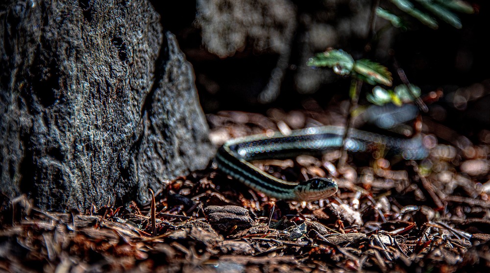 Some Photos: Animals