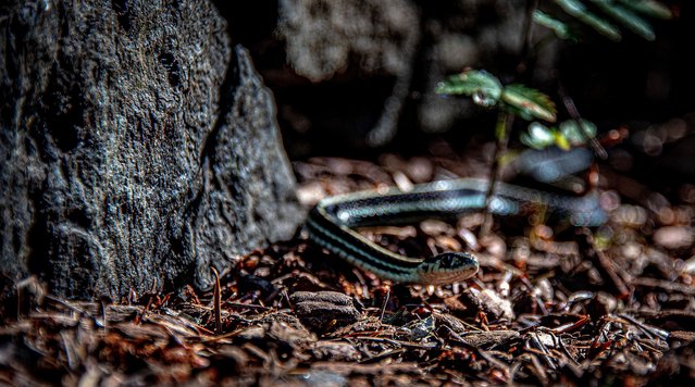 A small scale slithers on the hiking path, seen on a walk through the Bloedel Reserve, near Seattle, Washington, US on September 24, 2024. The Bloedel Reserve is a 150-acre forest garden on Bainbridge Island. It was created by Virginia and Prentice Bloedel, the vice-chairman of the lumber company MacMillan Bloedel Limited, under the influence of the conservation movement and Asian philosophy. (Photo by Bruce Chambers/ZUMA Press Wire/Rex Features/Shutterstock)