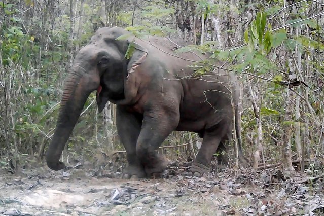 This handout camera trap photo released by Conservation International on October 30, 2024 shows an Asian elephant walking in the Central Cardamom Mountains in southwestern Cambodia in 2024. (Photo by Conservation International/Handout via AFP Photo)