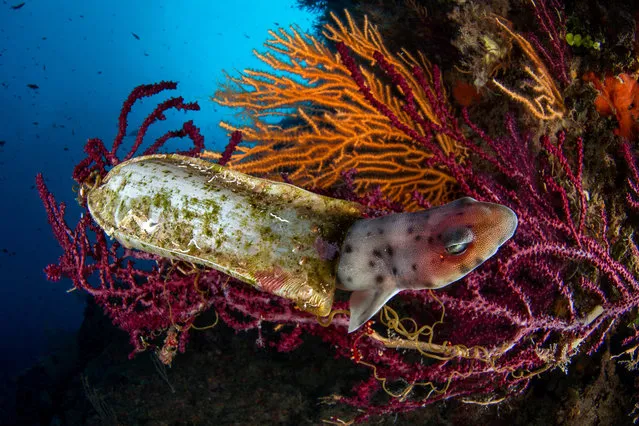 Behaviour category 3rd: The Birth by Filippo Borghi (Italy) in the Mediterranean sea, Italy. A Mediterranean catshark hatching from its egg. (Photo by Filippo Borghi/Underwater Photographer of the Year 2020)