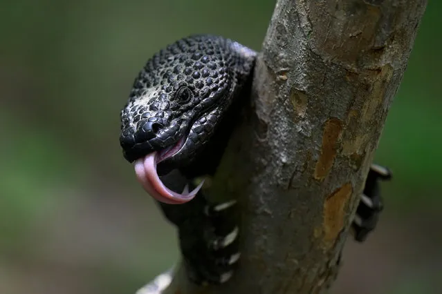 A Heloderma (Horridum harlesborgerti), an endemic lizard in danger of exitincion, is seen at the “Niño Dormido” Municipal Regional Park, in Cabanas, Guatemala, on July 11, 2022. “Niño Dormido” (Asleep child) is one of the names with which the reptile is known. (Photo by Johan Ordonez/AFP Photo)